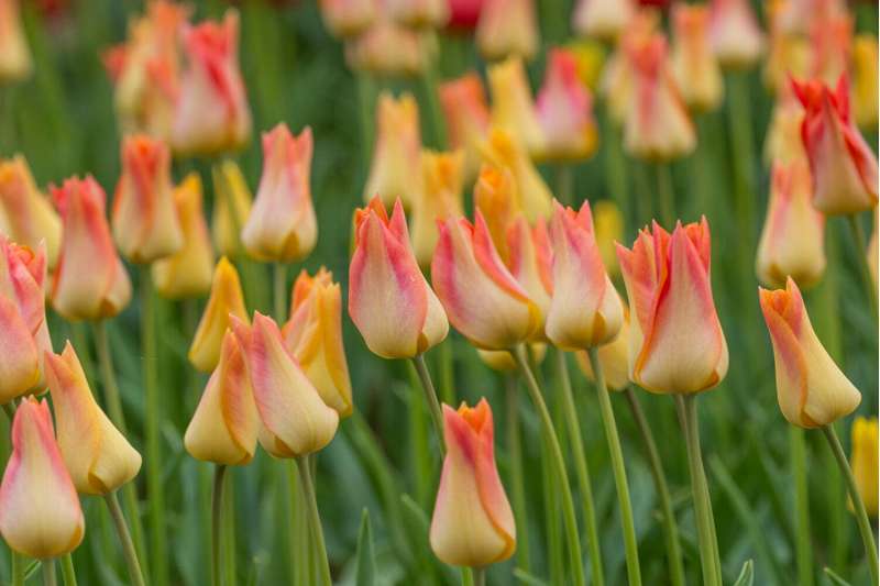 Tulipan 'Moonblush'